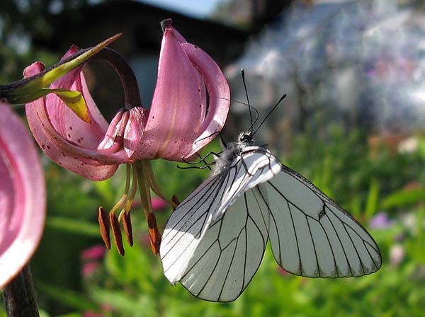 Фото Виктора Каплуна