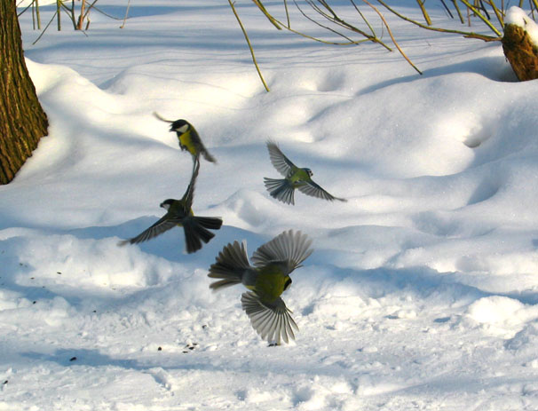 Фото Виктора Каплуна