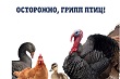 Профилактика гриппа птиц